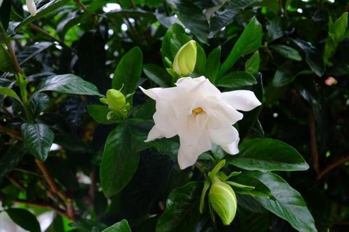 梦见摘栀子花 梦见摘栀子花