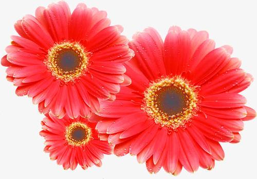 梦见红色的花鲜艳