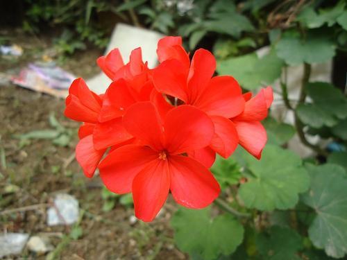 梦见地里长着红色的花 梦见地里长着红色的花