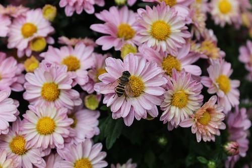 梦见好多菊花 梦见好多菊花