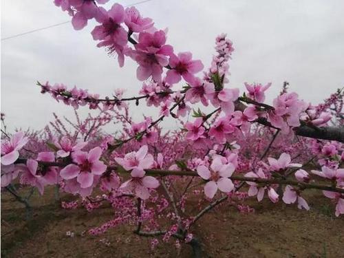 梦见桃树开花 梦见桃树开花