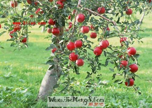 梦见苹果树开花 梦见苹果树开花
