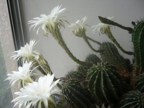 梦见仙人掌开花