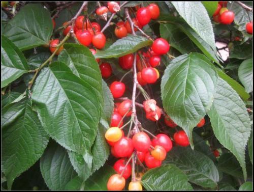 梦见樱桃树结果 梦见樱桃树结果