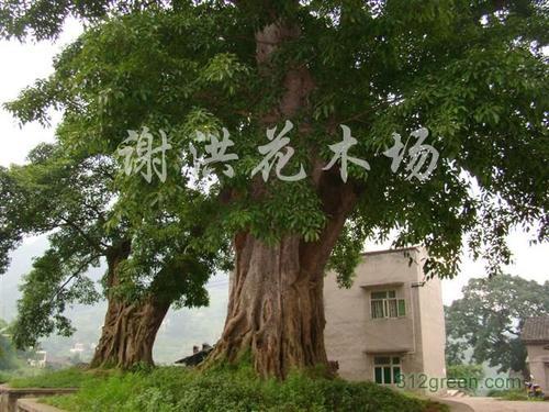 梦见一棵大树被斩