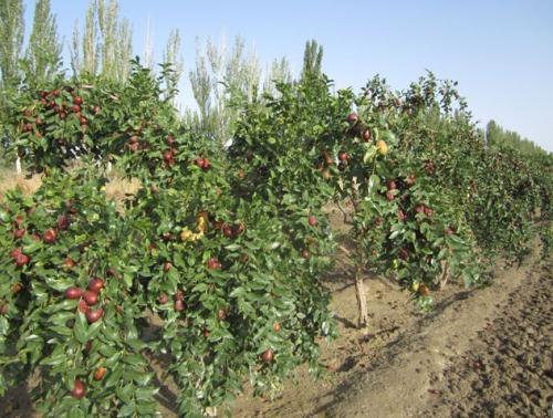 梦见从树上掉下来