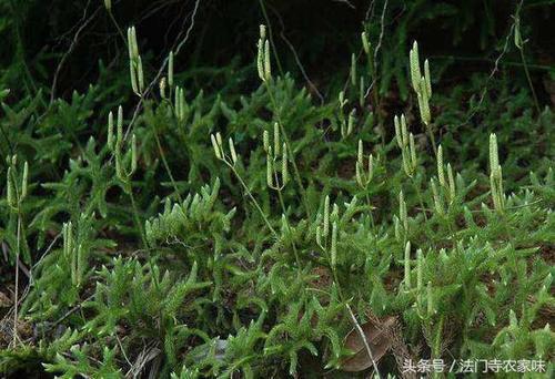 梦见膝盖上长草 梦见膝盖上长草