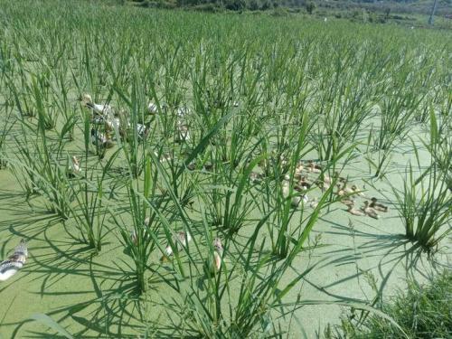 梦见水上很多草