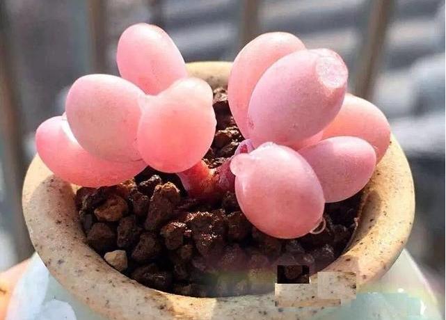 梦见养的桃蛋很肥 梦见养的桃蛋很肥