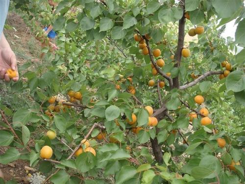 梦见摘杏子 梦见摘杏子