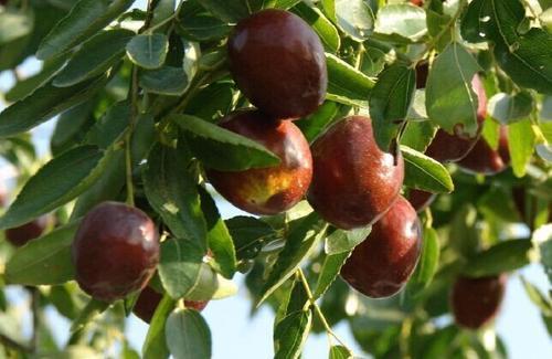 梦见好多的红枣