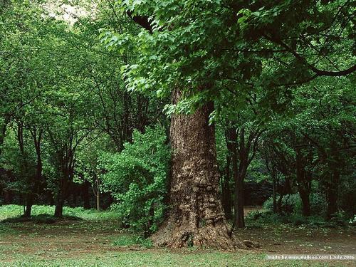 梦见树木生长茂盛