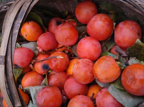 梦见很多青柿子