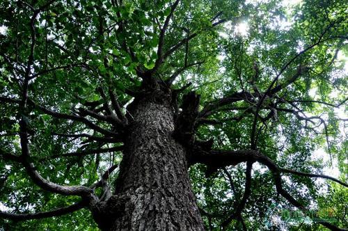 梦见大树被砍到