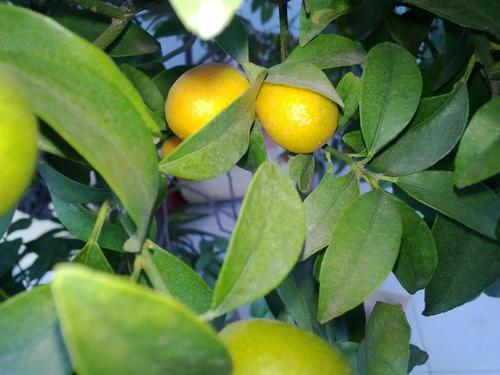 梦见青橘 梦见青橘