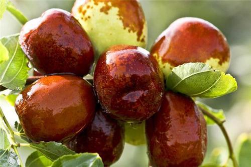 梦见树上结满了红枣 梦见树上结满了红枣