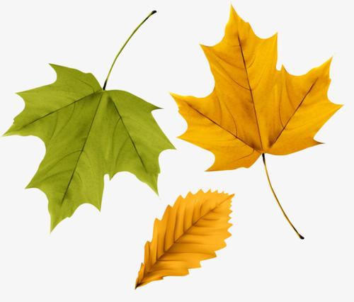 梦见三片树叶 梦见三片树叶