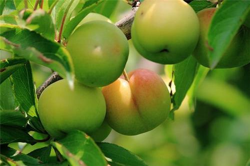 梦见摘红李子吃