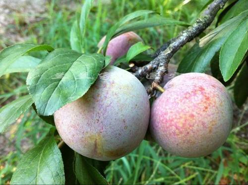 梦见李子不新鲜 梦见李子不新鲜