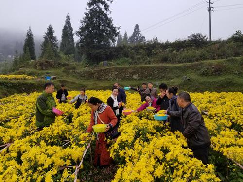 梦见采菊花 梦见采菊花