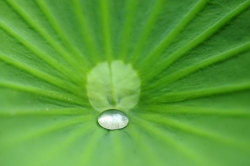 梦见用荷叶上的露水泡茶 梦见用荷叶上的露水泡茶