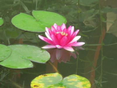 梦见满池子的莲花