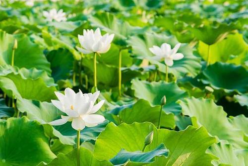 梦见莲花池 梦见莲花池