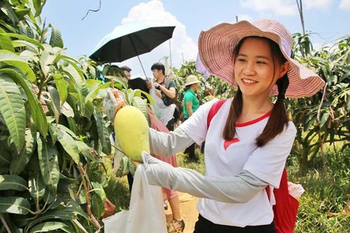 梦见采摘芒果 梦见采摘芒果
