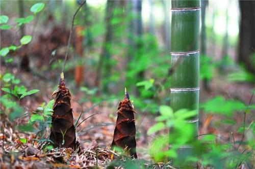 梦见笋子 梦见笋子