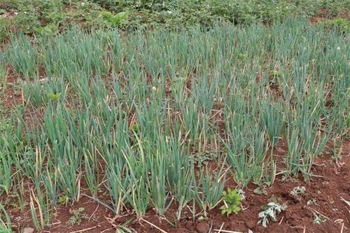 梦见地里的葱长得旺盛 梦见地里的葱长得旺盛