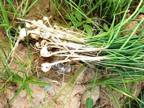 梦见挖野葱 梦见挖野葱