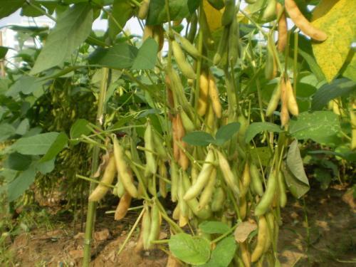 梦见豆子丰收 梦见豆子丰收