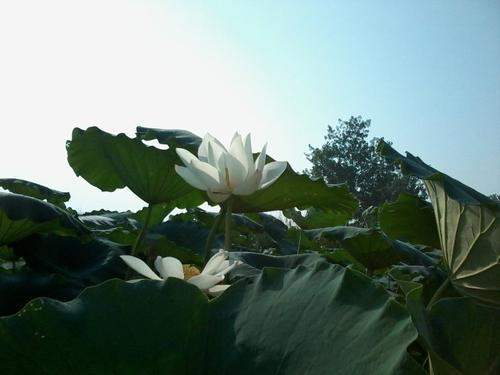 梦见一大片莲叶