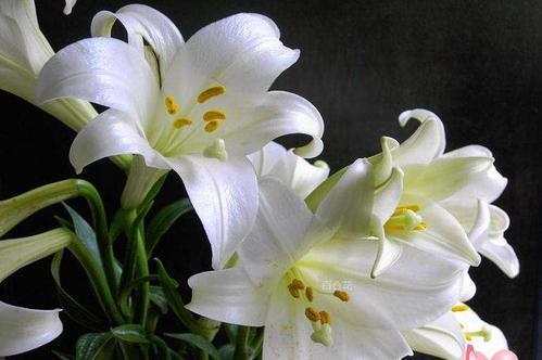 梦见百合花枯萎