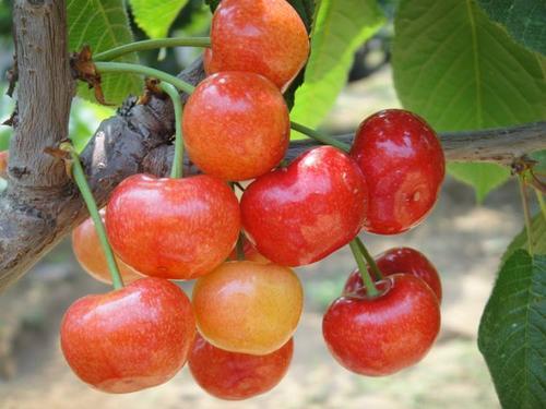 梦见争夺生命果实 梦见争夺生命果实