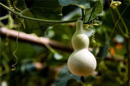 梦见家里的葫芦丢了 梦见家里的葫芦丢了