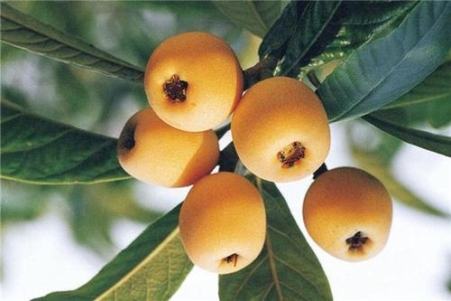 梦见摘了好多枇杷