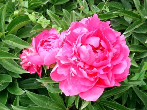 梦见芍药花盛开