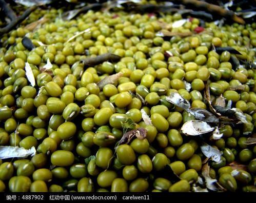 梦见收获绿豆 梦见收获绿豆