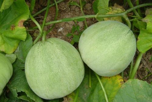 梦见捡甜瓜 梦见捡甜瓜