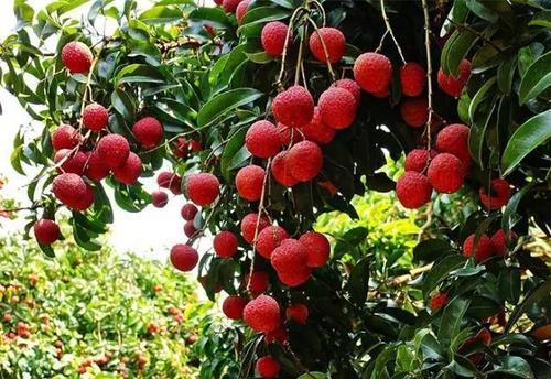 梦见摘荔枝 梦见摘荔枝