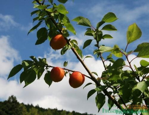 梦见山杏树结杏