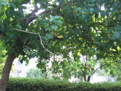 梦见桑树 梦见桑树