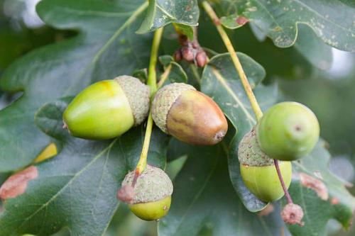 梦见橡子 梦见橡子