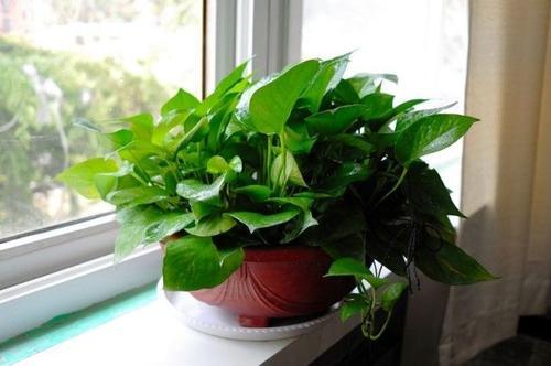 梦见种绿萝 梦见种绿萝