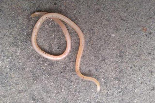 梦见自己拉出蛔虫