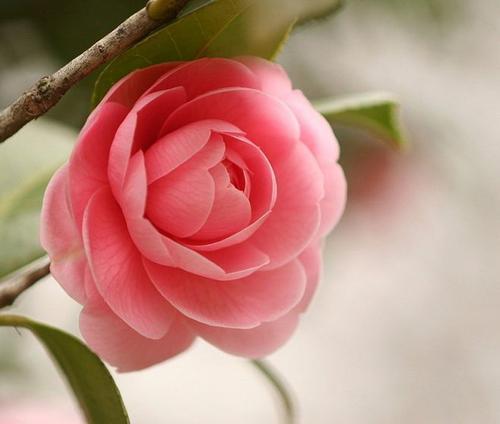 梦见花