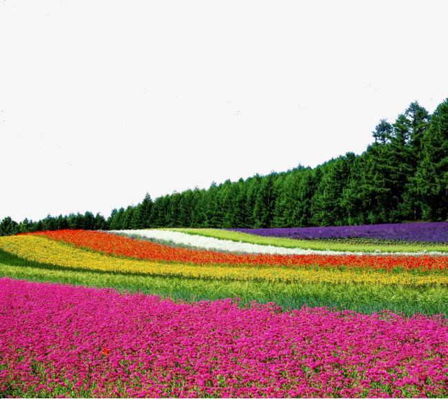 梦见花海