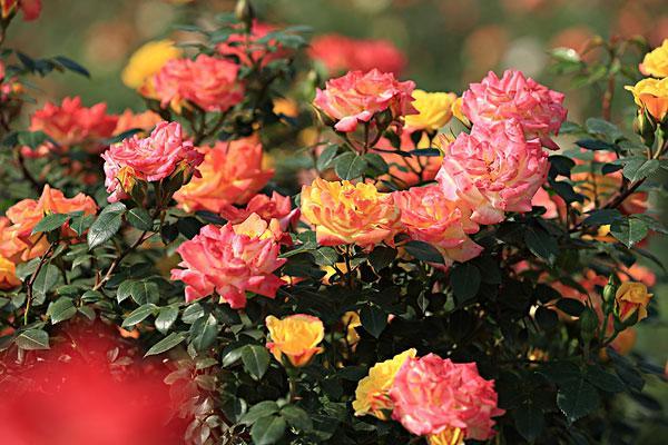 梦见月季花