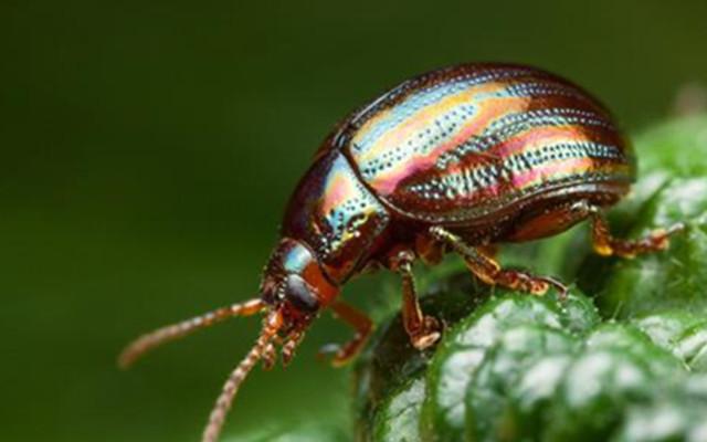 梦见甲虫